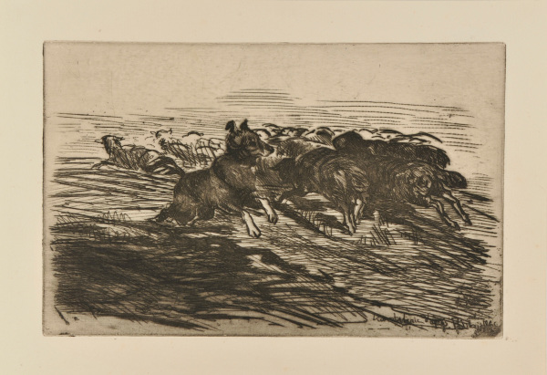 Chien regroupant son troupeau de moutons