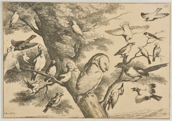 Birds Mobbing an Owl