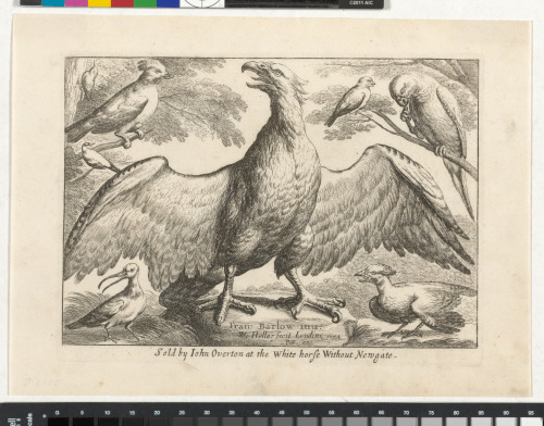 AN EAGLE WITH OUTSTRECHED WINGS