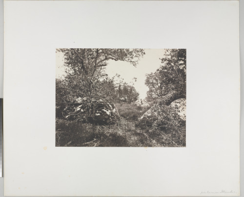 NEAR THE SITE OF "LA REINE BLANCHE," FOREST OF FONTAINEBLEAU