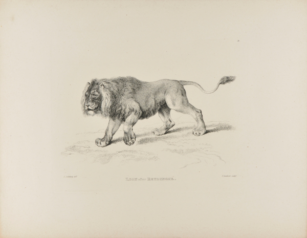 Lion after Reydinger