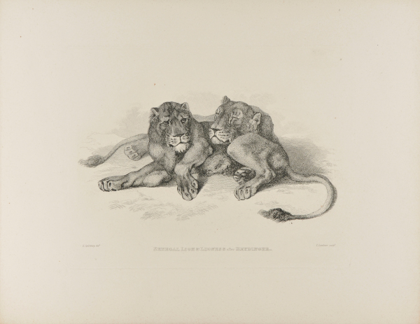 Senegal Lion & Lionness after Reydinger