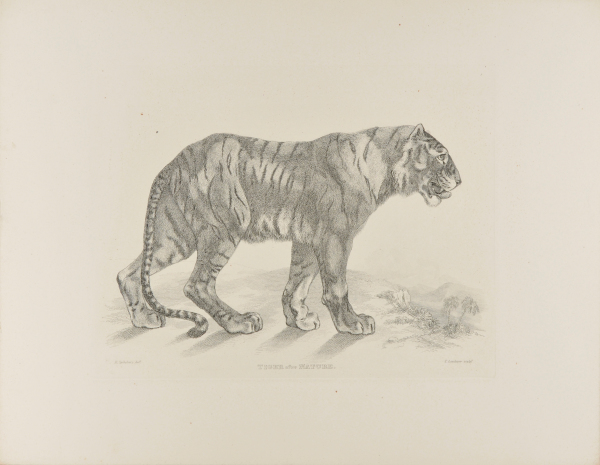 Tiger, after Nature