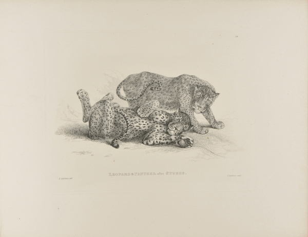 Leopard & Panther after Stubbs