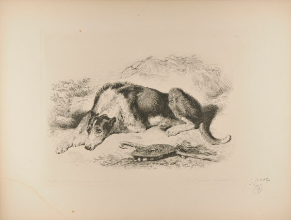 The Highland Shepherd’s Dog