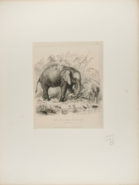THE AFRICAN ELEPHANT