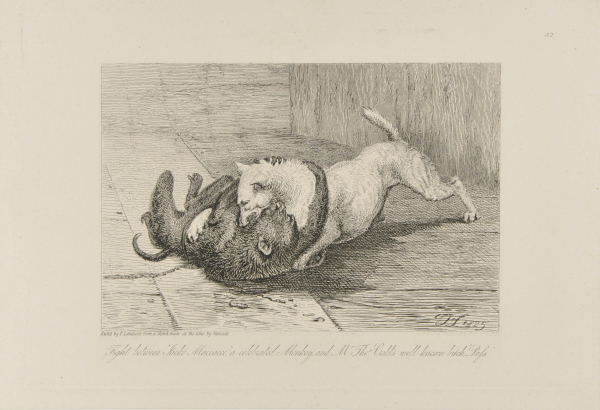 FIGHT BETWEEN "JACKO MACCACCO"A CELEBRATED MONKEY AND MR. THOS. CRIBB'S WELL KNOWN BITCH "PUSS"