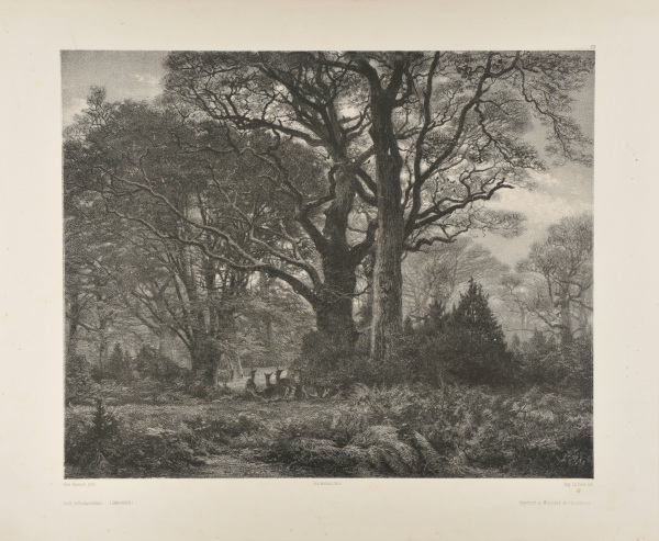 THE FOREST OF FONTAINEBLEAU