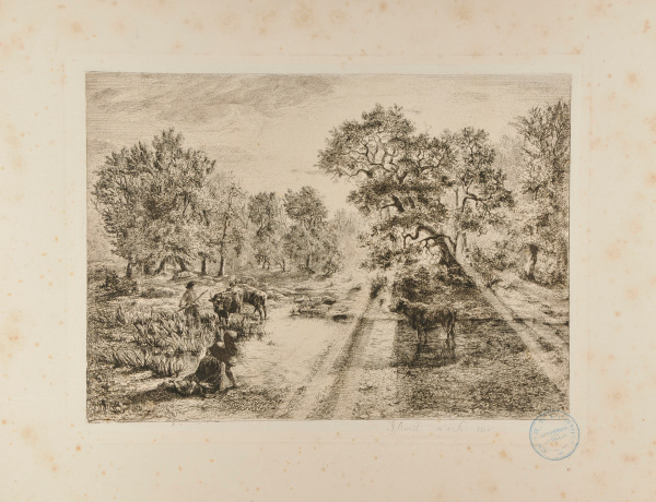 Boeufs traversant une mare