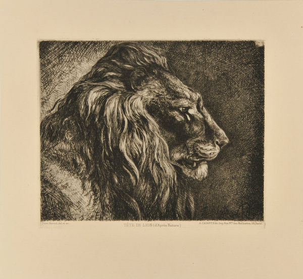 HEAD OF A LION (FROM NATURE)