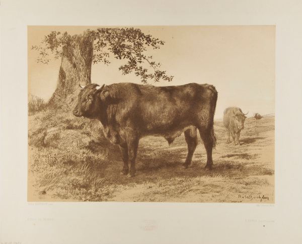 STUDY OF BULL