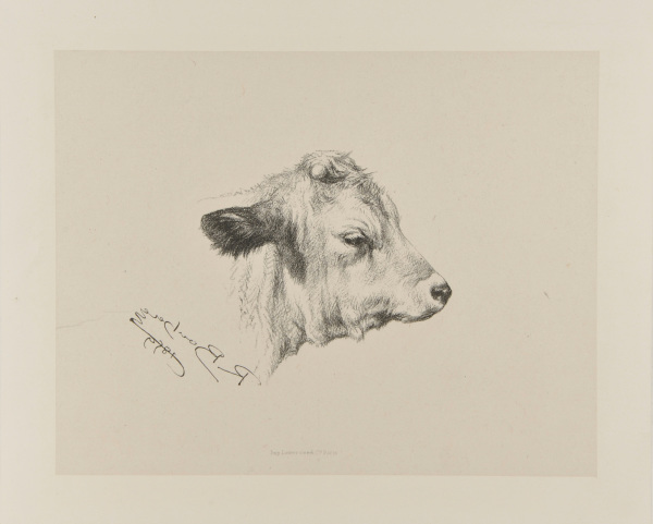 HEAD OF A YOUNG BULL