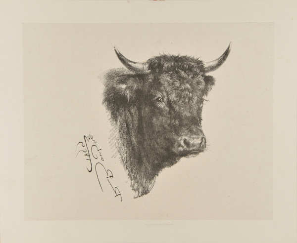 Head of a Bull