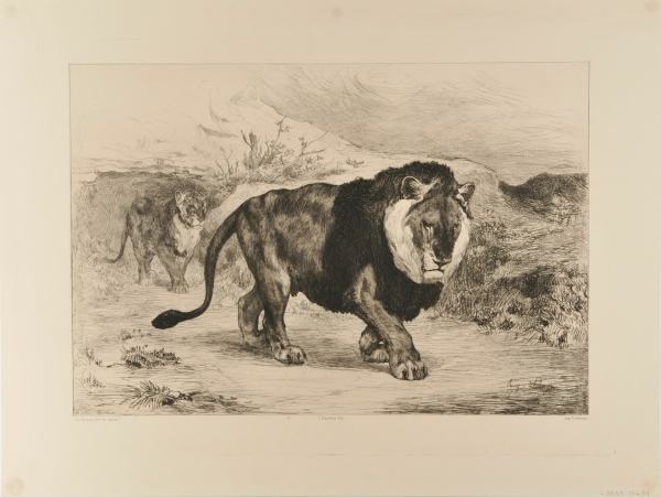 NUBIAN LION AND LIONESS