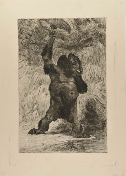 Orang-outang de Borneo