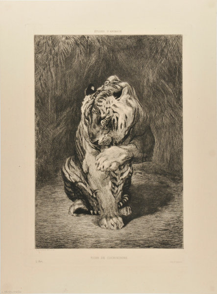 Tigre de Cochinchine