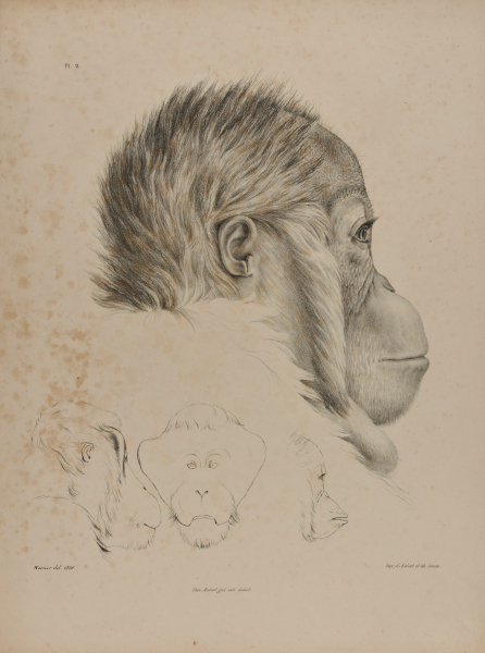 Orangutan in Profile