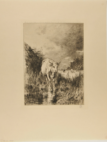 Cow in a marsh
