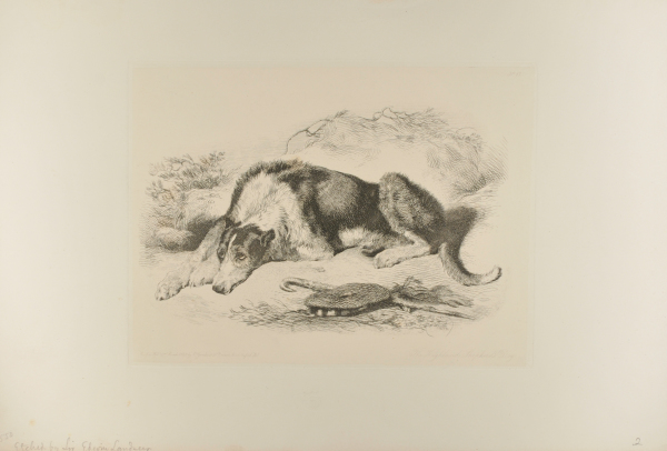 THE HIGHLAND SHEPHERD'S DOG