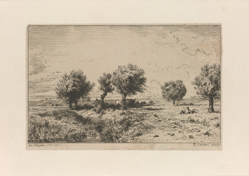 WILLOWS IN A PASTURE