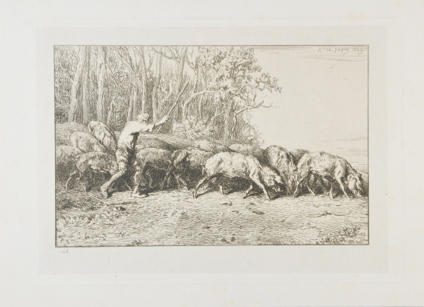 HERD OF PIGS LEAVING THE WOODS