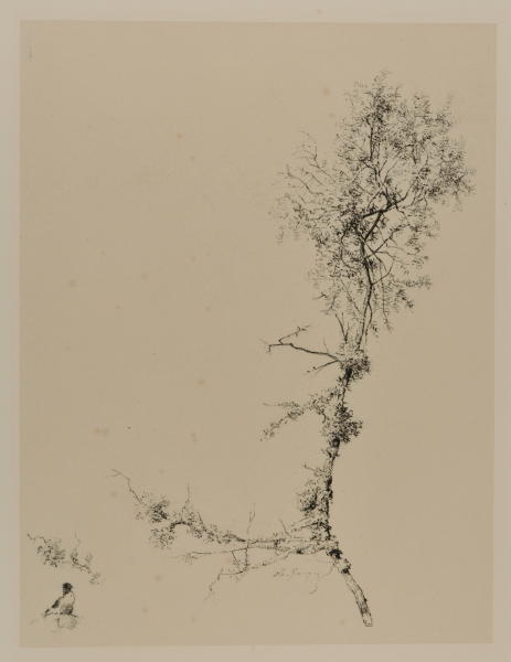 STUDY OF A TREE BRANCH