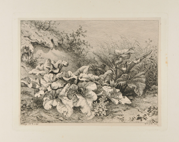 La Bardane au terrain