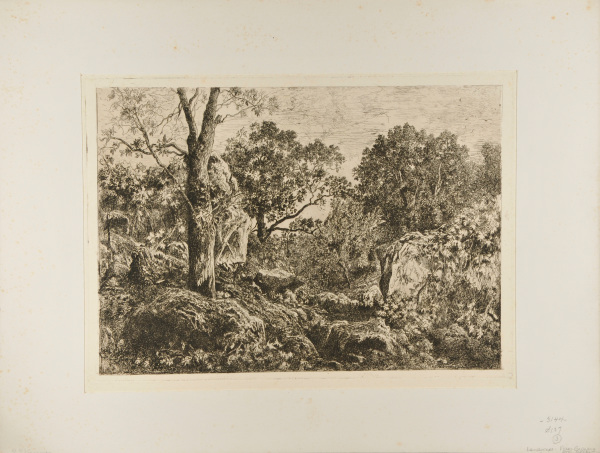 Landscape: Vines Growing Over Rocks