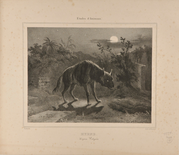 Hyène (Hyena Vulgaris)