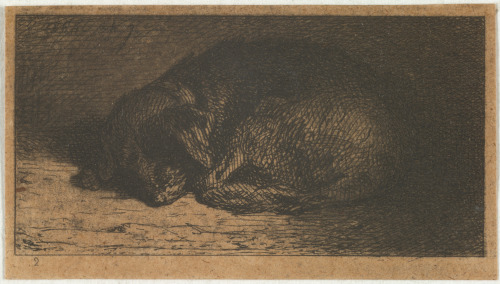 SLEEPING DOG