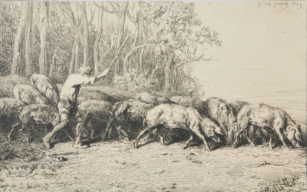 HERD OF PIGS LEAVING THE WOODS