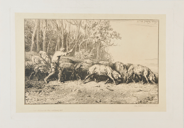 HERD OF PIGS LEAVING THE WOODS