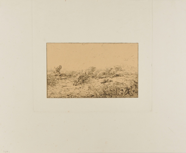 HERD OF FLEEING PIGS