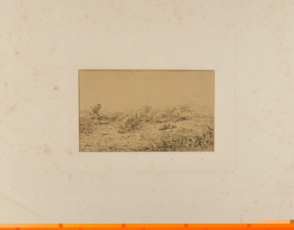 Troupeau de porcs fuyant