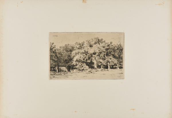 A CORNER OF THE FOREST OF FONTAINEBLEAU