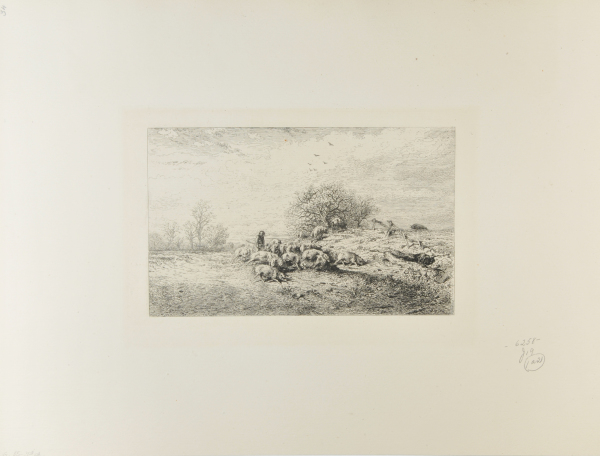 LANDSCAPE: HERD OF PIGS