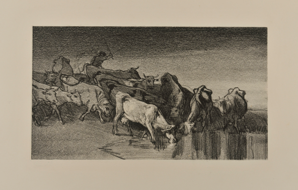 HERDED COWS AT THE WATERING PLACE