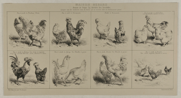 EIGHT STUDIES OF CHICKENS