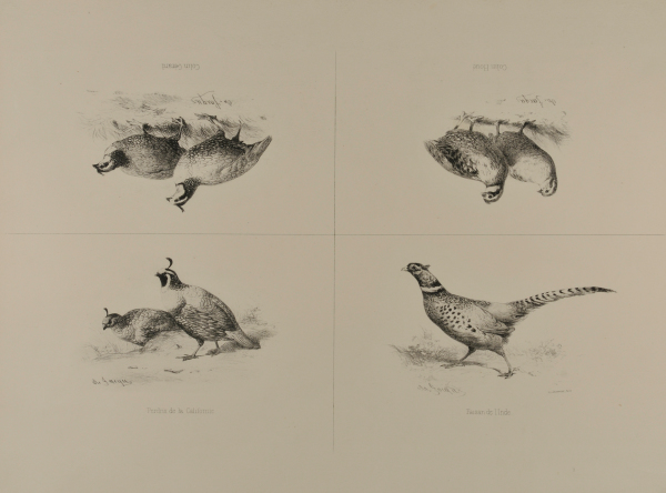 PERDRIX DE LA CALIFORNIE; FAISAN DE L'INDE; COLIN HOUÉ; COLIN GÉRARD