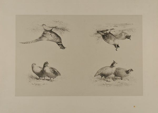 PERDRIX DE LA CALIFORNIE; FAISAN DE L'INDE; COLIN HOUÉ; COLIN GÉRARD