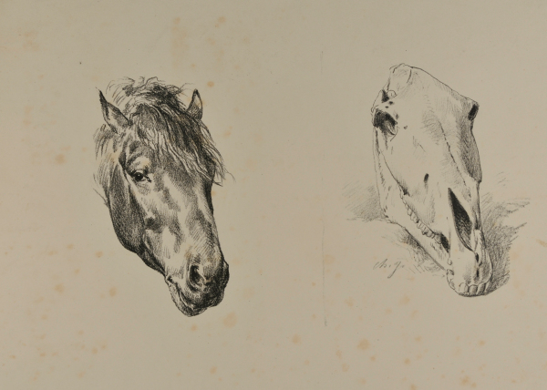 HORSE HEAD AND SKULL