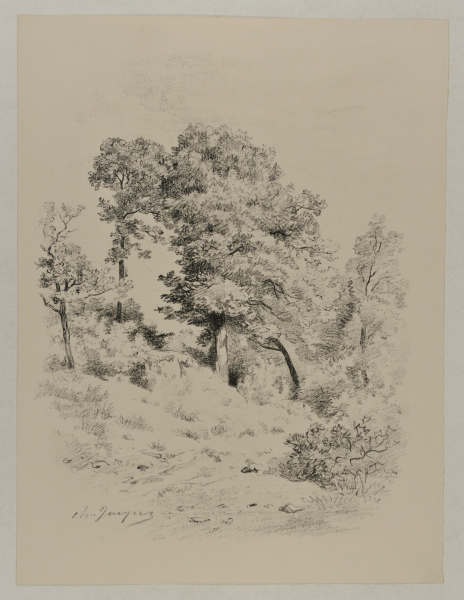 GROVE OF TREES IN THE WOODS