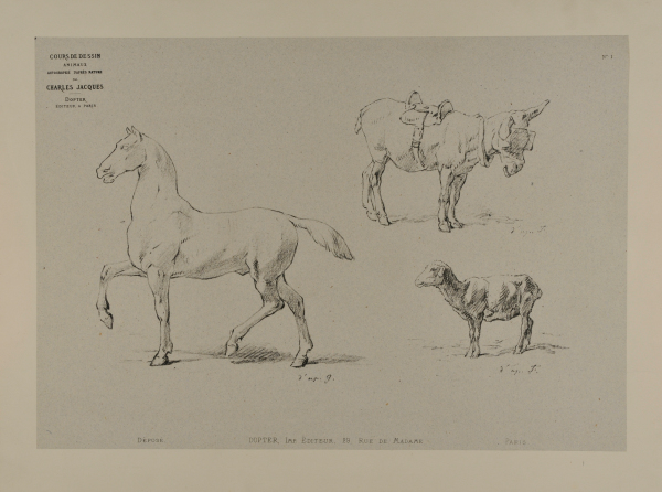 Horse, mule and saddle, lamb