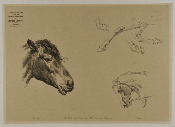 Horse head and hooves