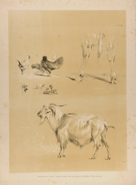 STUDIES OF CHICKENS AND GOATS