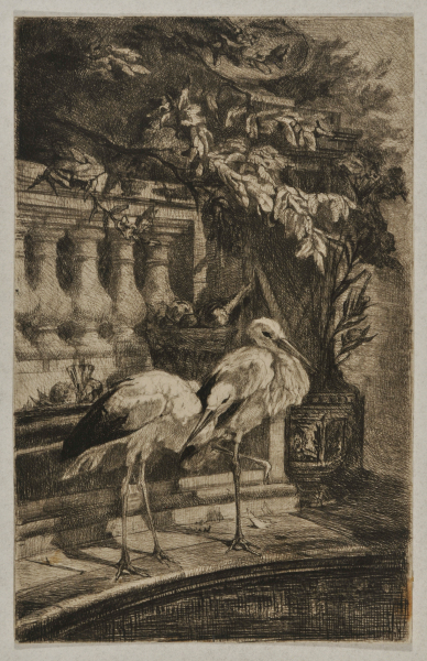 Cigognes Faisant la Sieste au Bord d'un Bassin