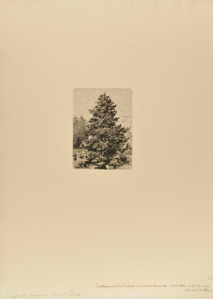 STUDY OF A FIR TREE, MONT-DORE