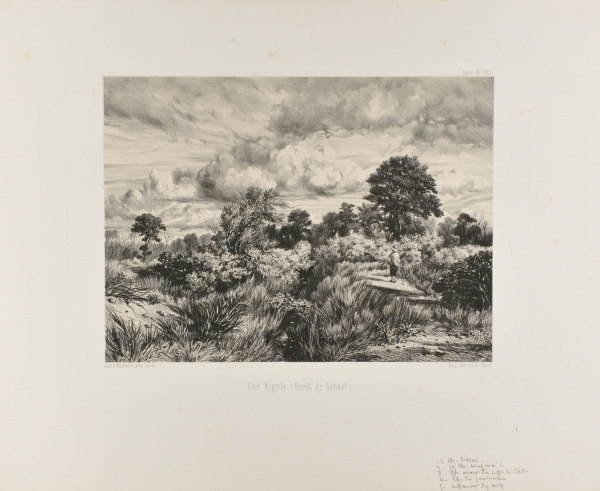 Une Rigole (Forêt de Sénart)