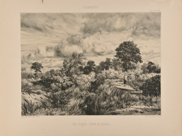 A GULLY (FORÊT DE SÉNART)