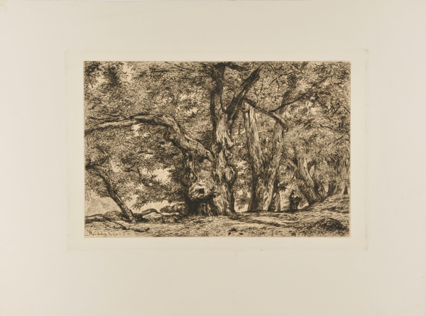 CHESTNUT GROVE IN ROYAT